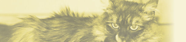 gfx