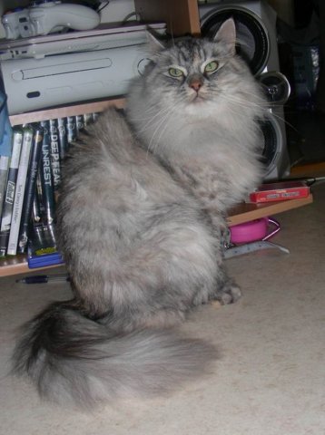 igorairina4.jpg